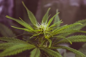 Effects of High-Potency Cannabis on Psychomotor Performance in Frequent Cannabis Users