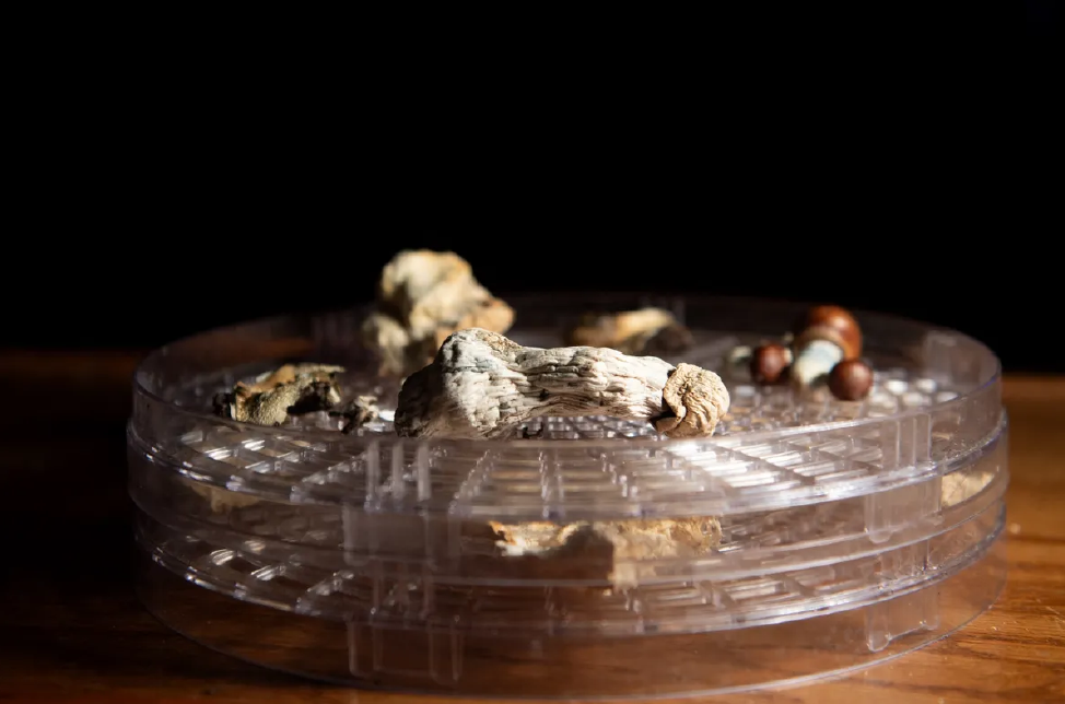 One Doctor’s Campaign to Let the Dying Take Psychedelics